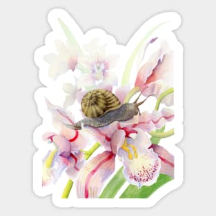 Orchid Snail Sticker